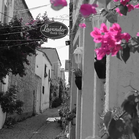 Lavender ألاتشاتي