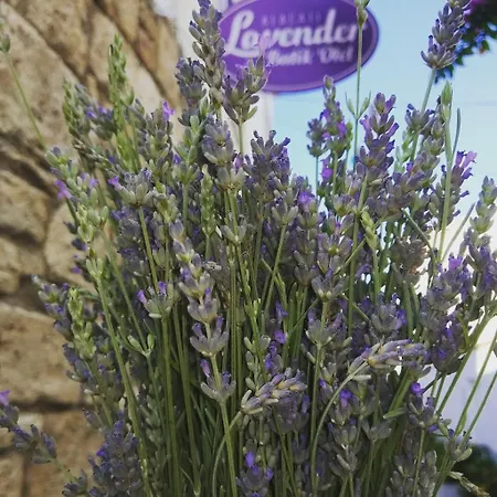 بيت ضيافة Lavender ألاتشاتي